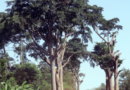 The Cultural Significance of Indigenous Kenyan Trees in Traditional Ceremonies and