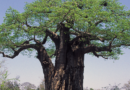 The Importance of Preserving Endangered Indigenous Kenyan Tree Species